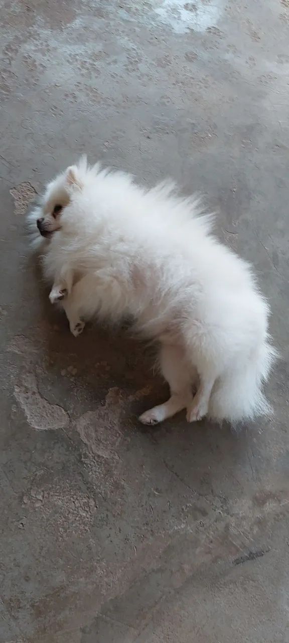 Lulu  - Foto 2