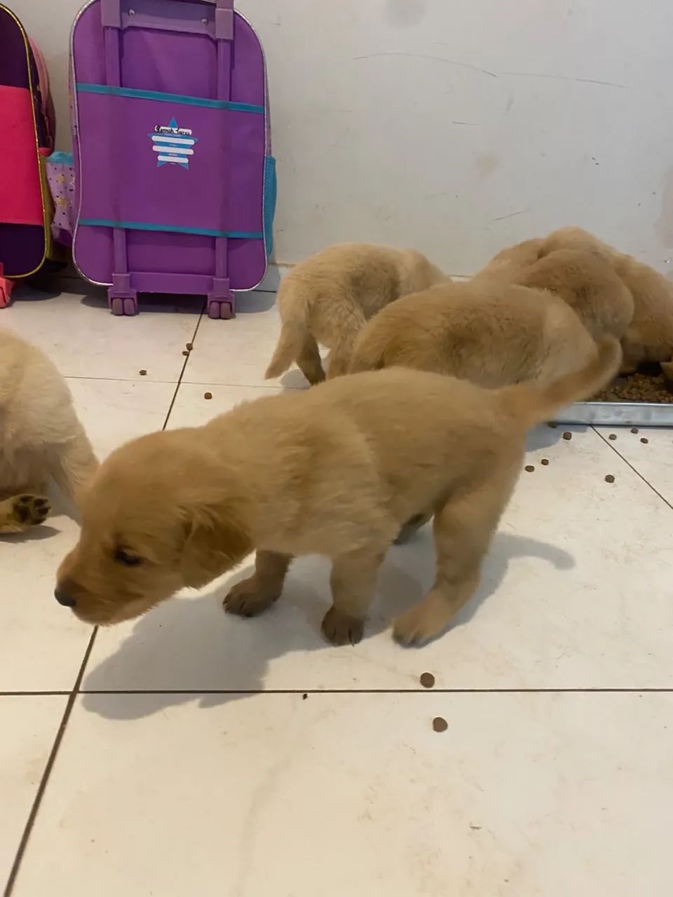 Golden retriever  - Foto 4