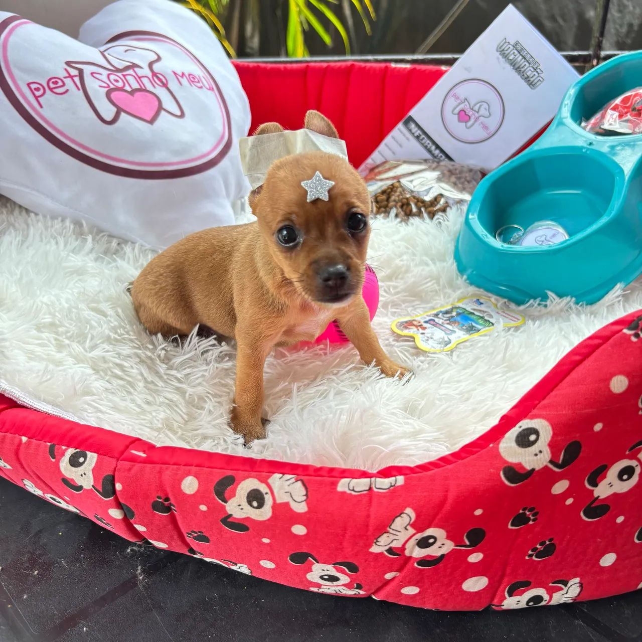 Pinscher MICRO macho - Foto 3