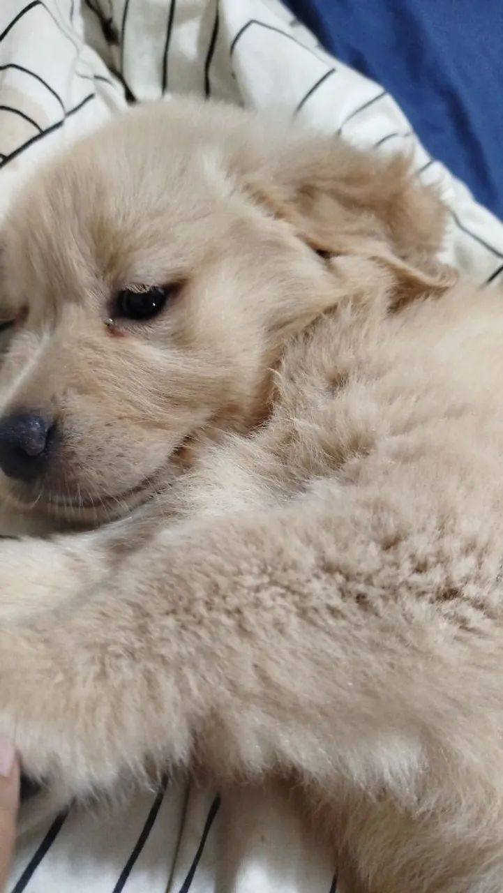 Golden Retriever  - Foto 2