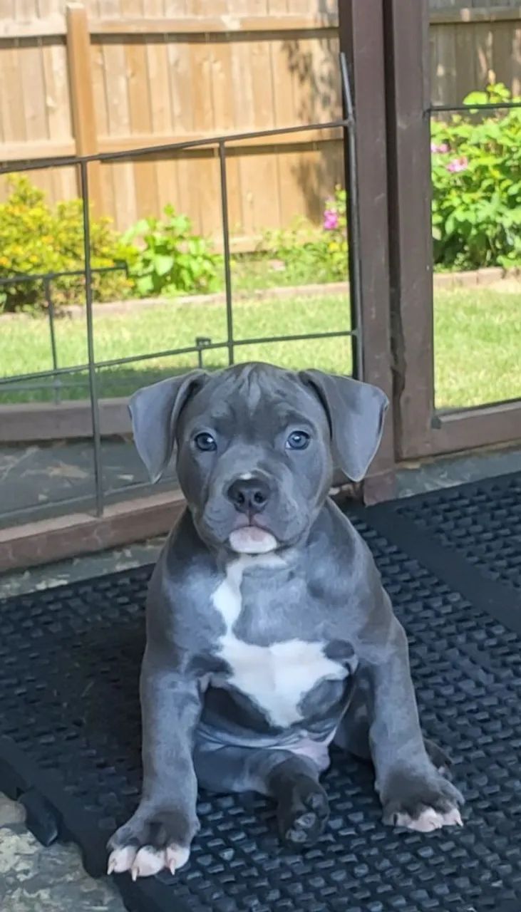 American Bully  - Foto 2