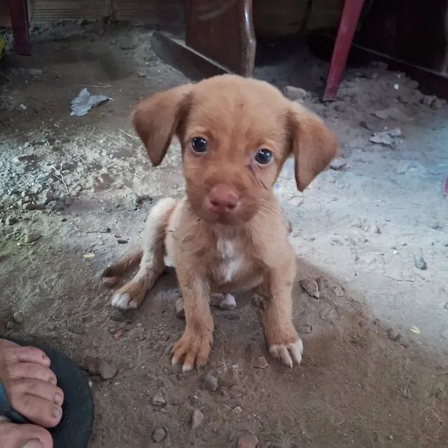 DOAÇÃO DE CACHORRINHOS - Foto 5