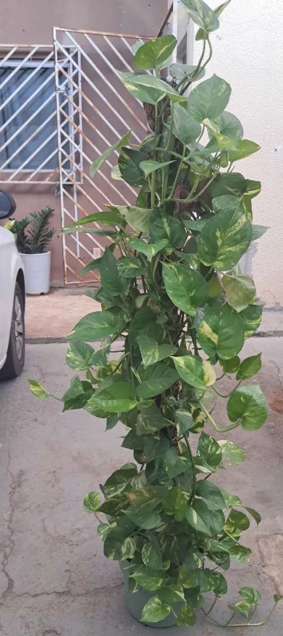 Planta jiboia