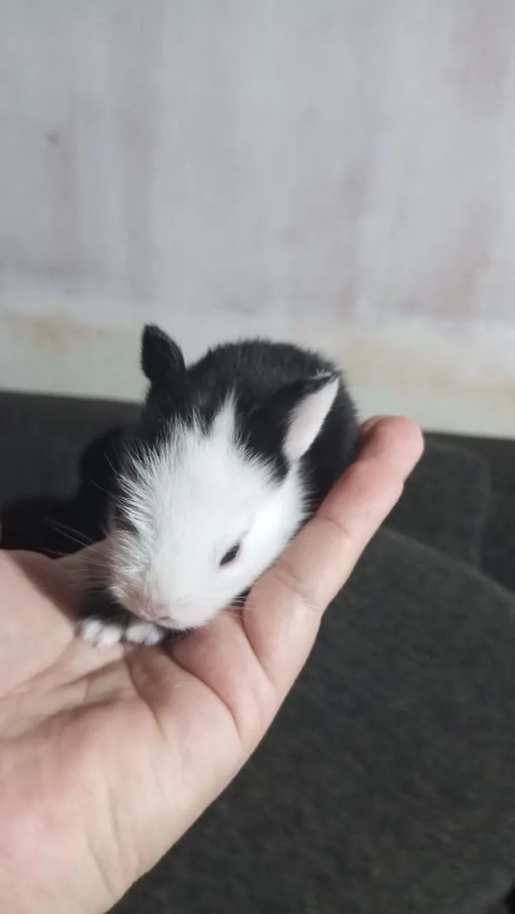 Filhotes de coelhos - Foto 4