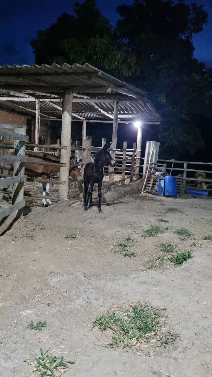 Mula preta de picada  - Foto 3