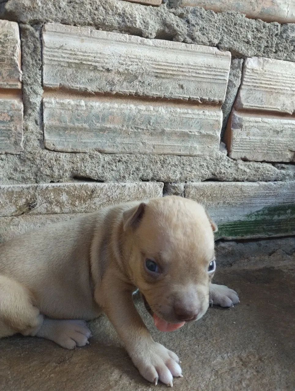 Vendo Pitbull  - Foto 2