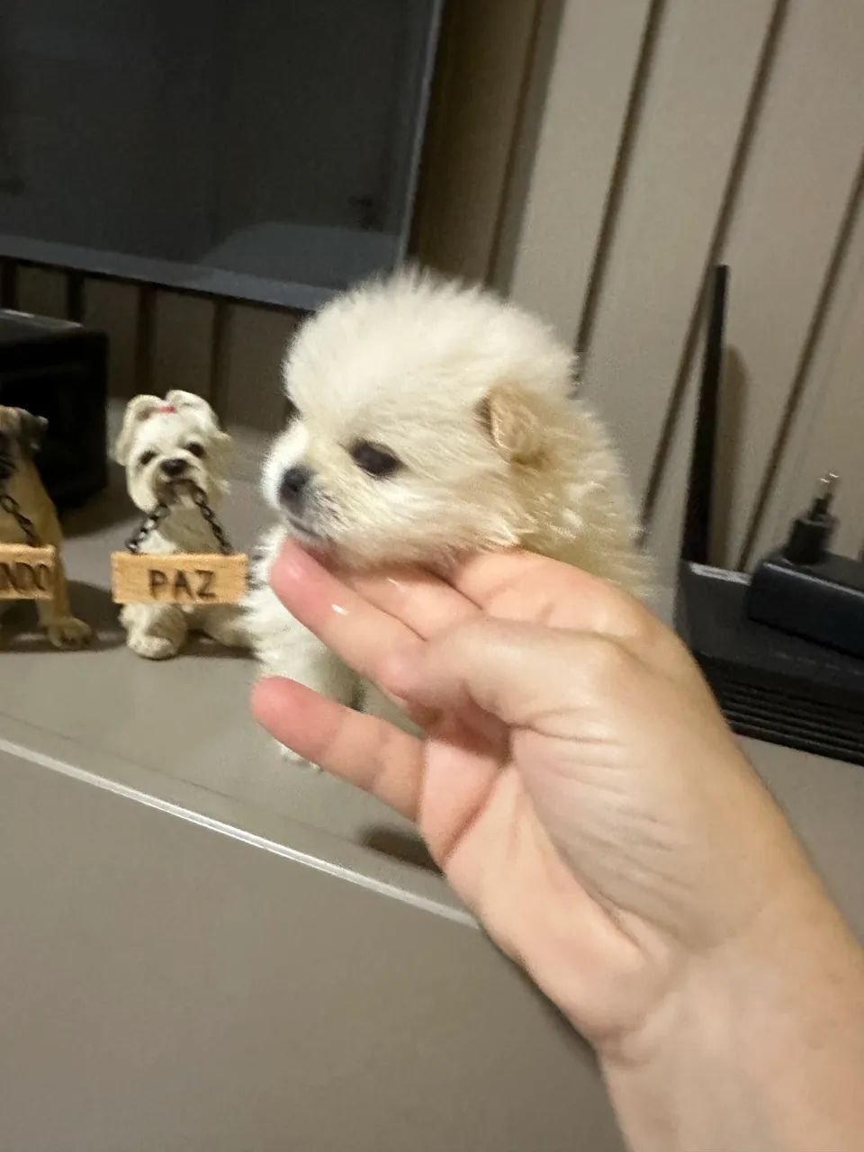Vendo filhotes de Spitz alemão  - Foto 2