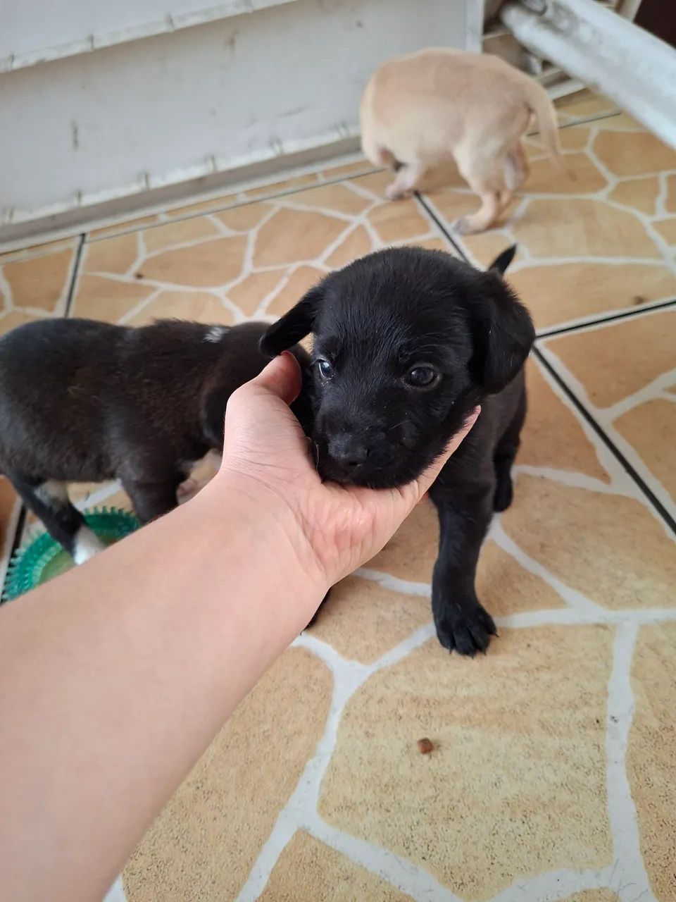 Adoção filhotes
