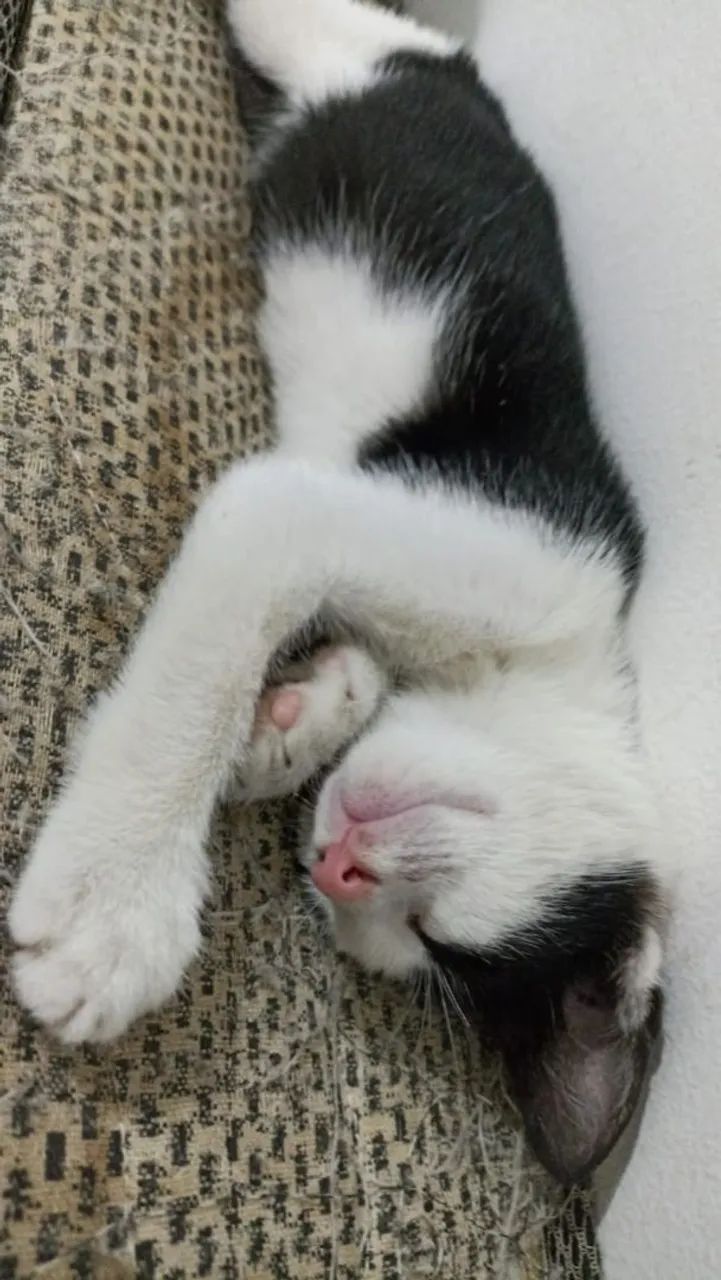 Gatinhos Para Adoção  - Foto 6