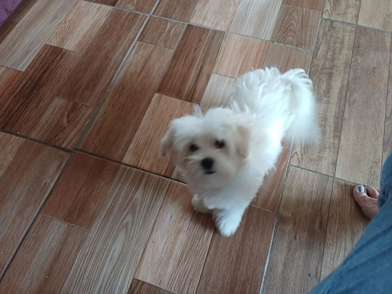 Cachorro maltês com 3 meses de vida.