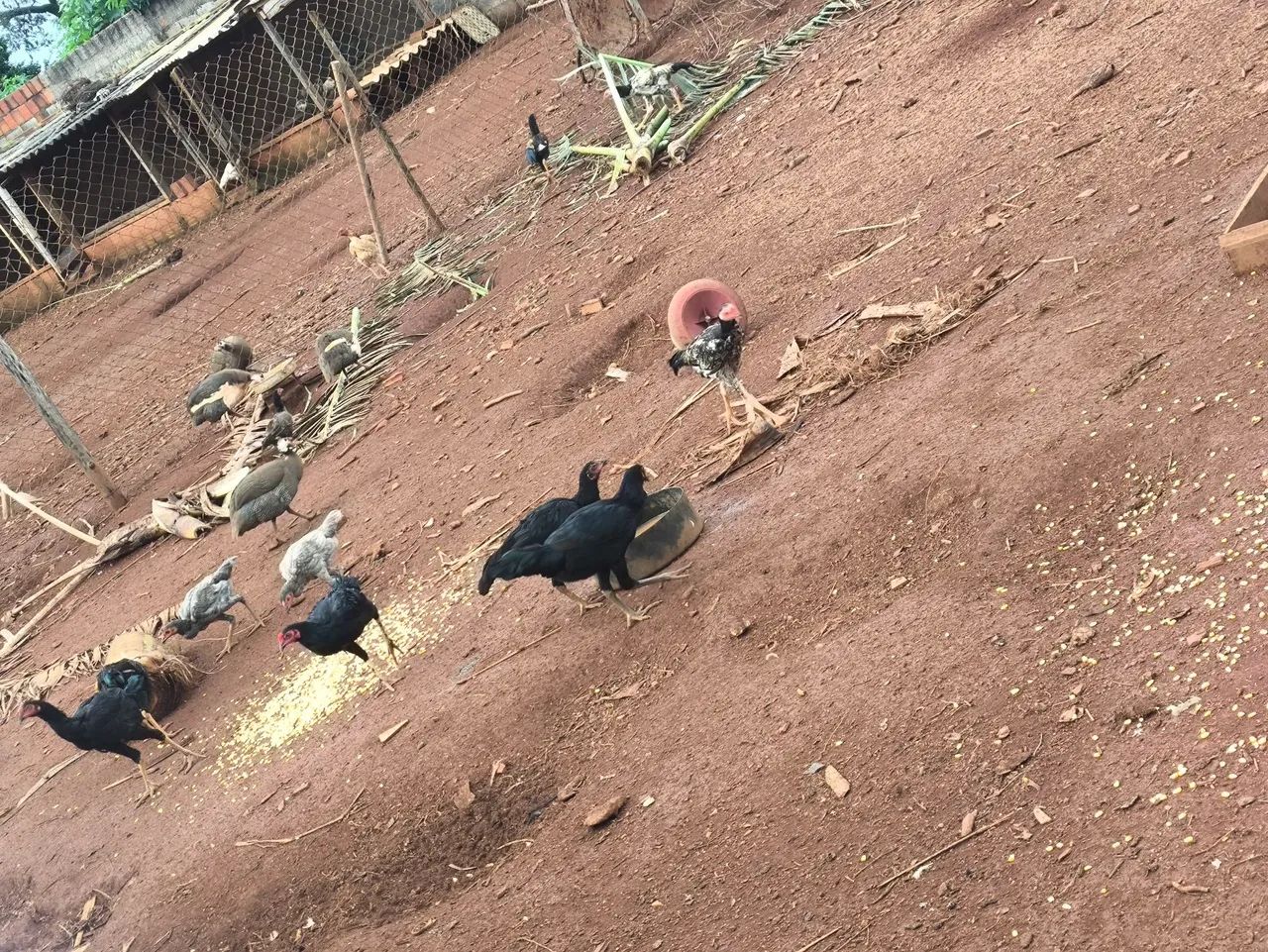 Galinhas, frangos, perus e Pintos médio e novos  - Foto 5