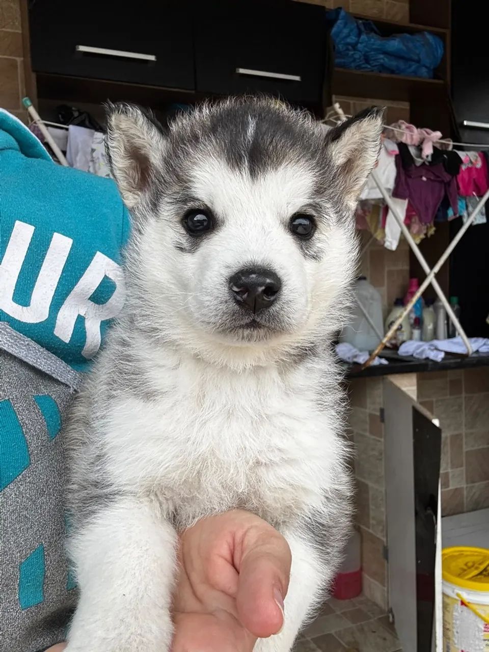 Husky  - Foto 2