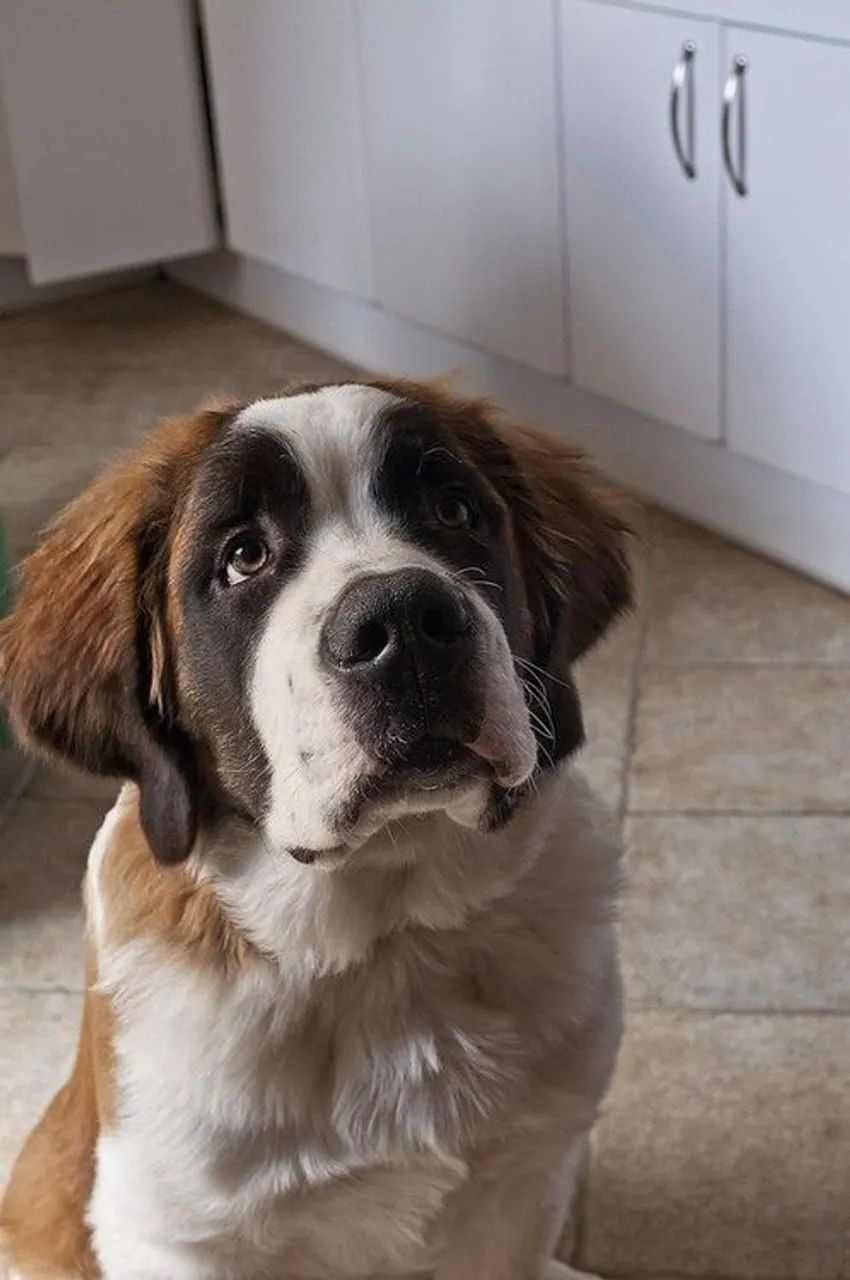 São Bernardo 11 meses 