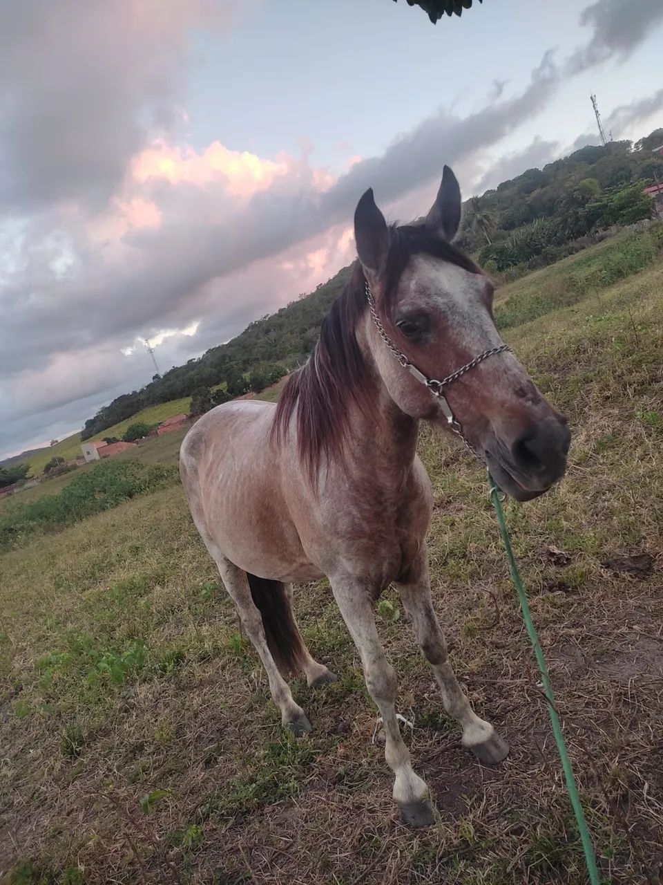 Cavalo dócil,bom para trabalho e passeio,bem zelado !!! - Foto 2