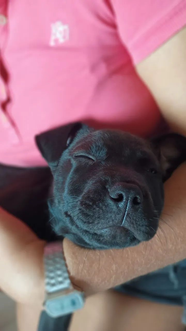 Pitbull 