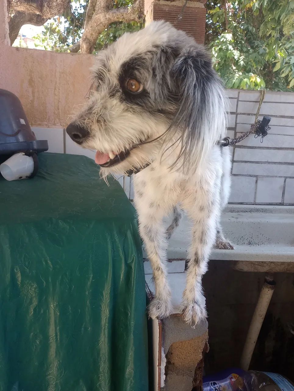 Banho e tosa a domicílio 