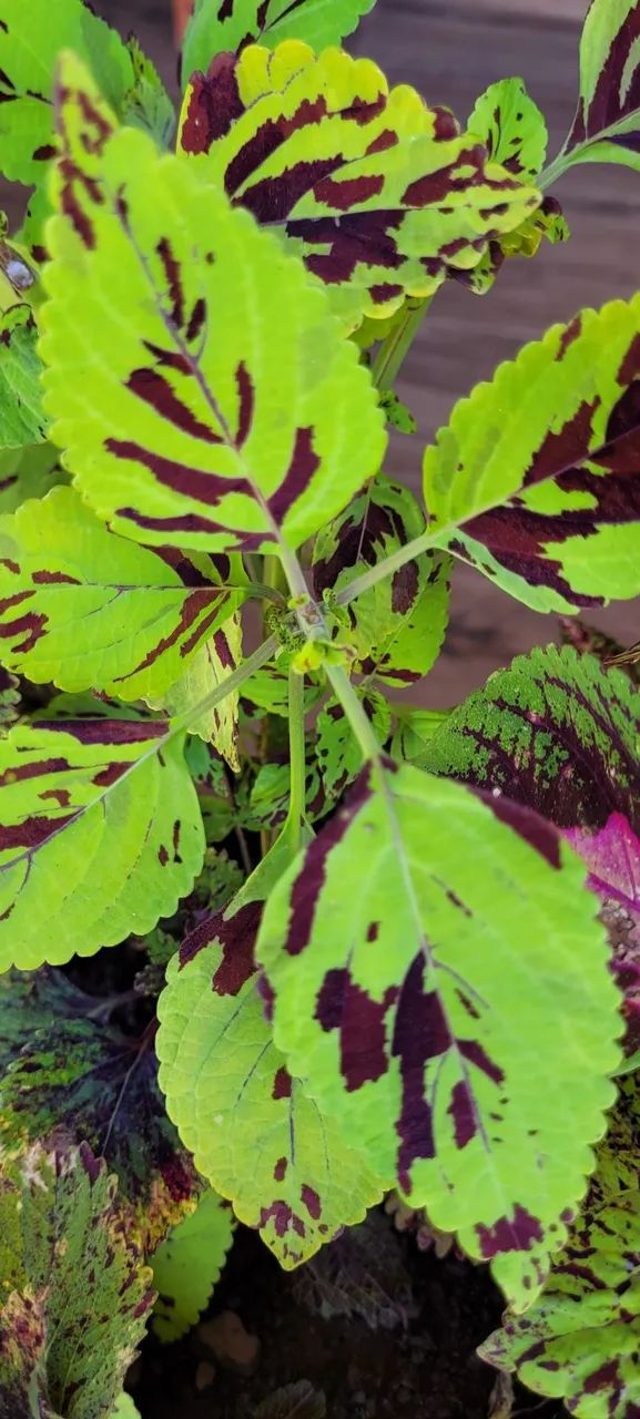 Mudas de coleus variados unidade valor para revendedores - Foto 3