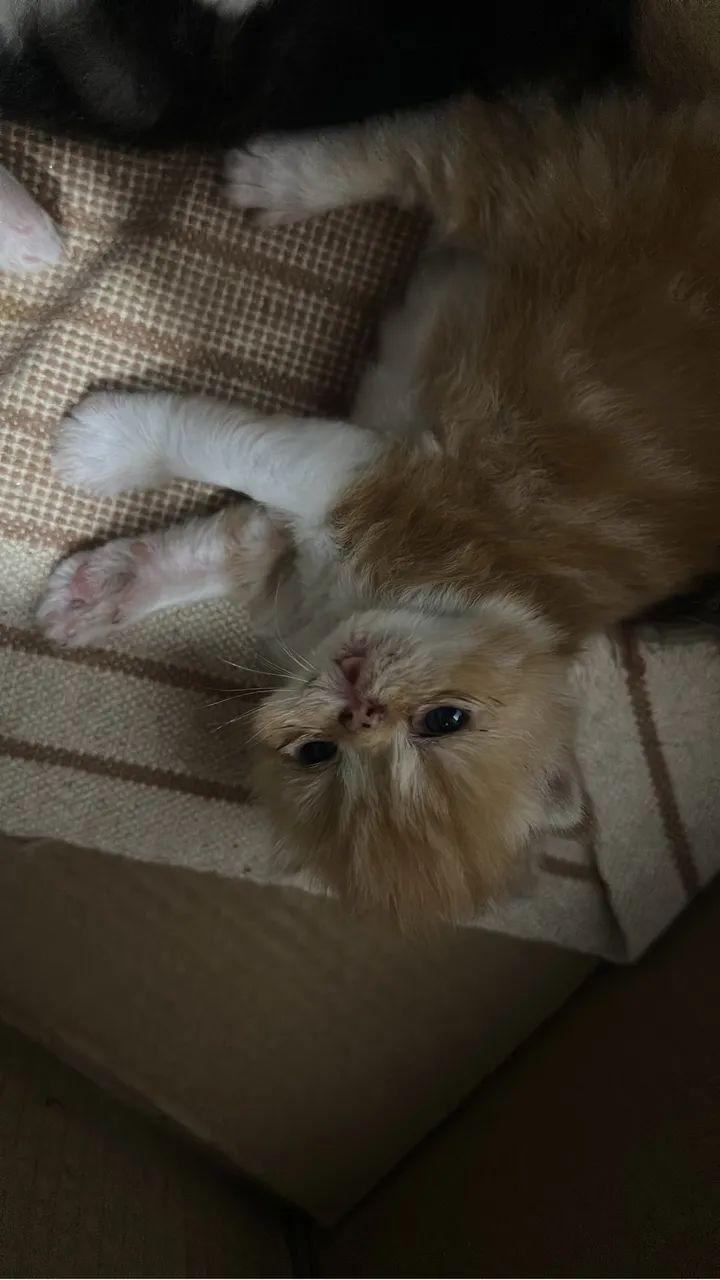Gatos persas  - Foto 5