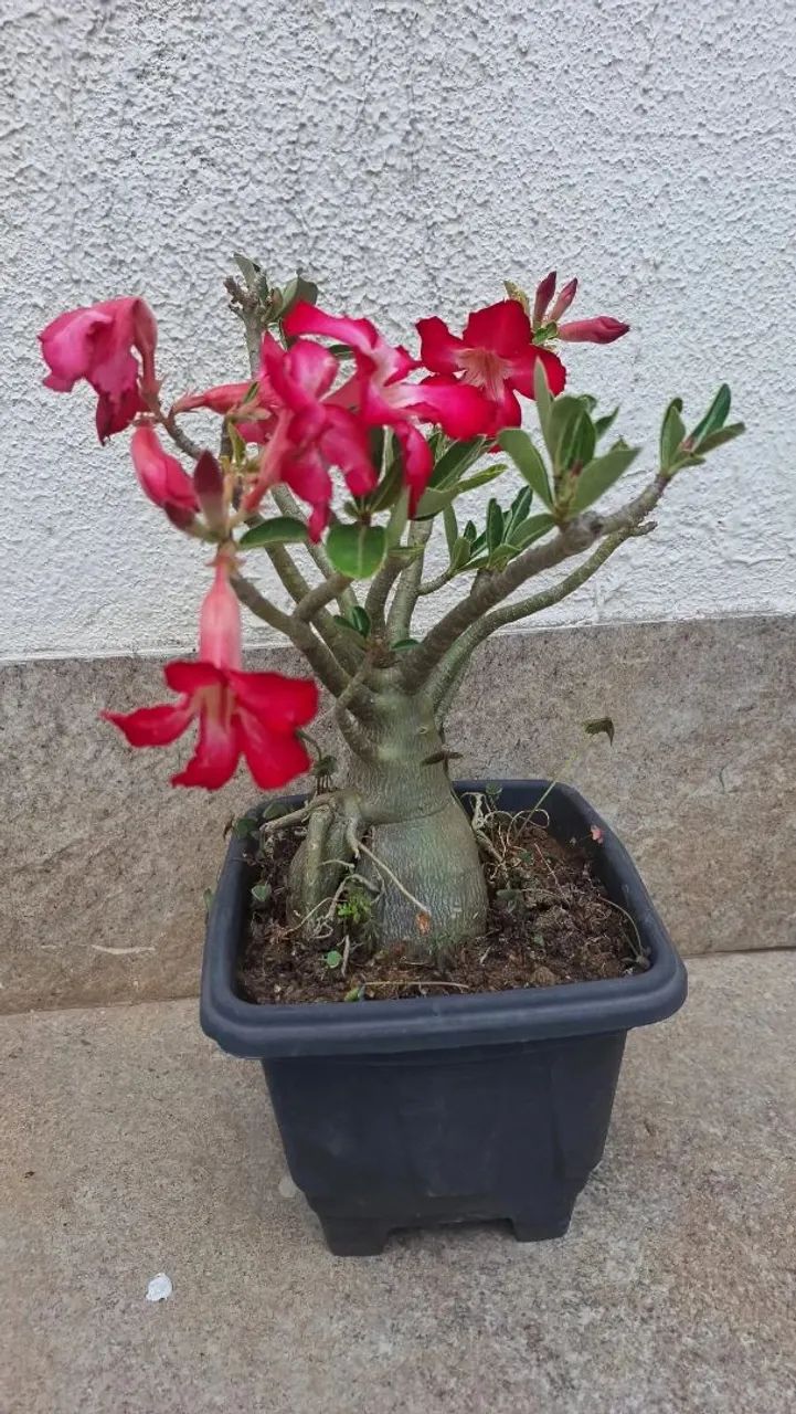 Rosa do deserto  - Foto 4