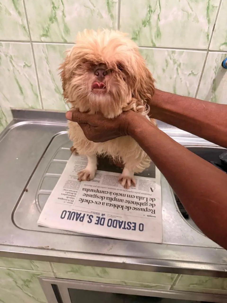 Cachorro 