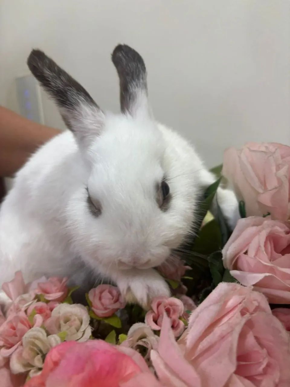 Filhotes de coelhos anao de netherland  - Foto 2