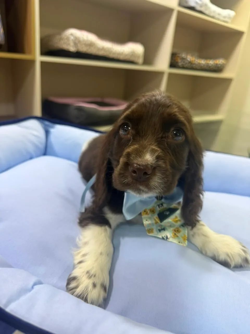 Filhote Cocker spaniel inglês - Foto 3