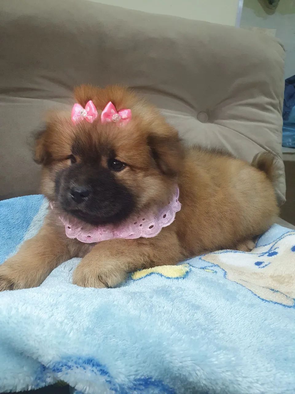 Chow chow fêmea 