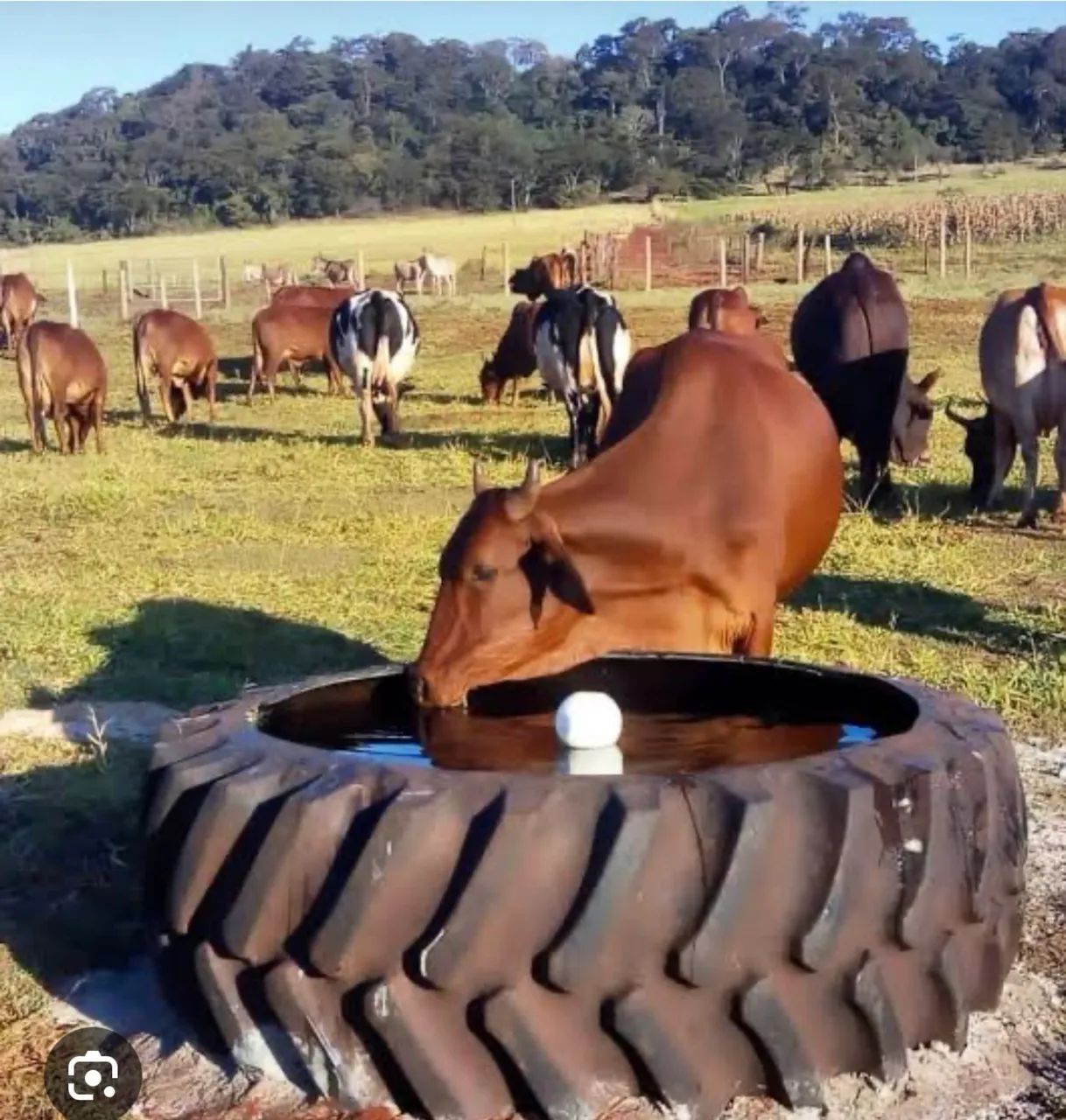 Bebedouro