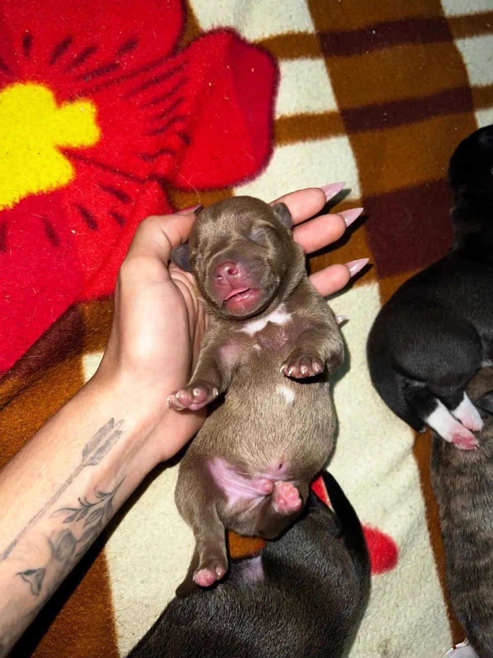Filhotes de Pitbull  - Foto 5