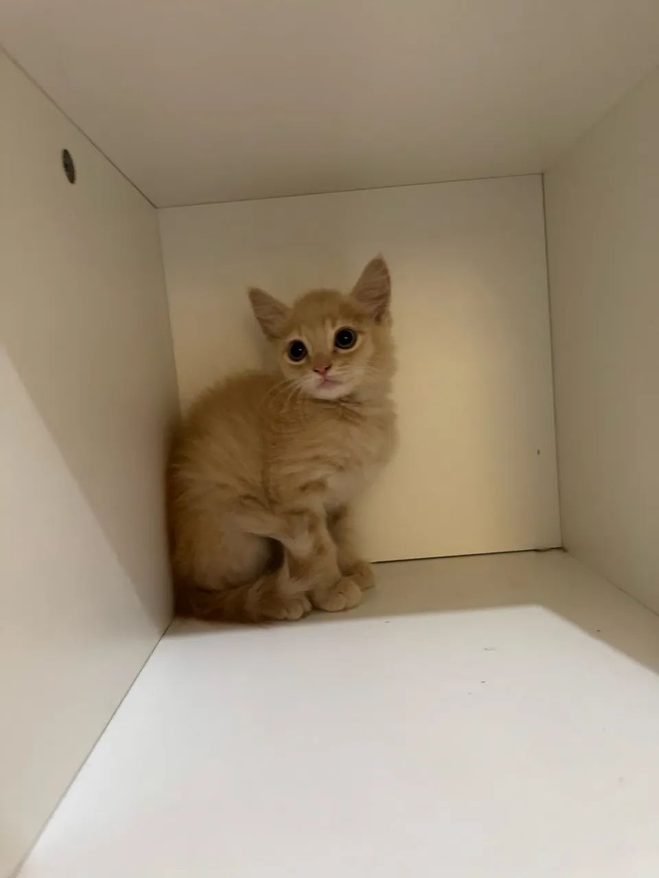 Filhotes de Angoras disponíveis 