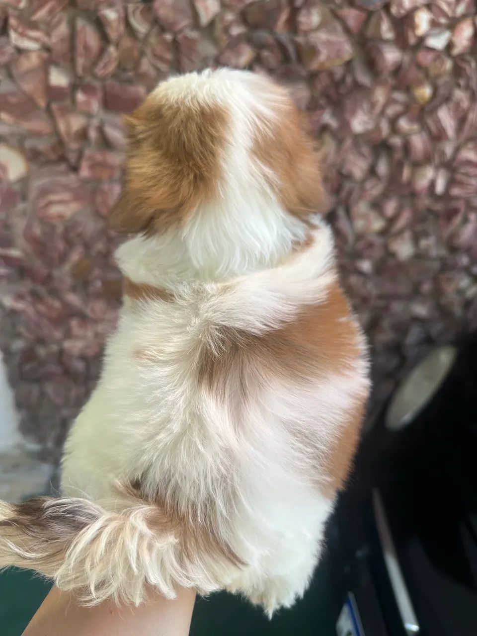 Filhotes de shihtzu  - Foto 4