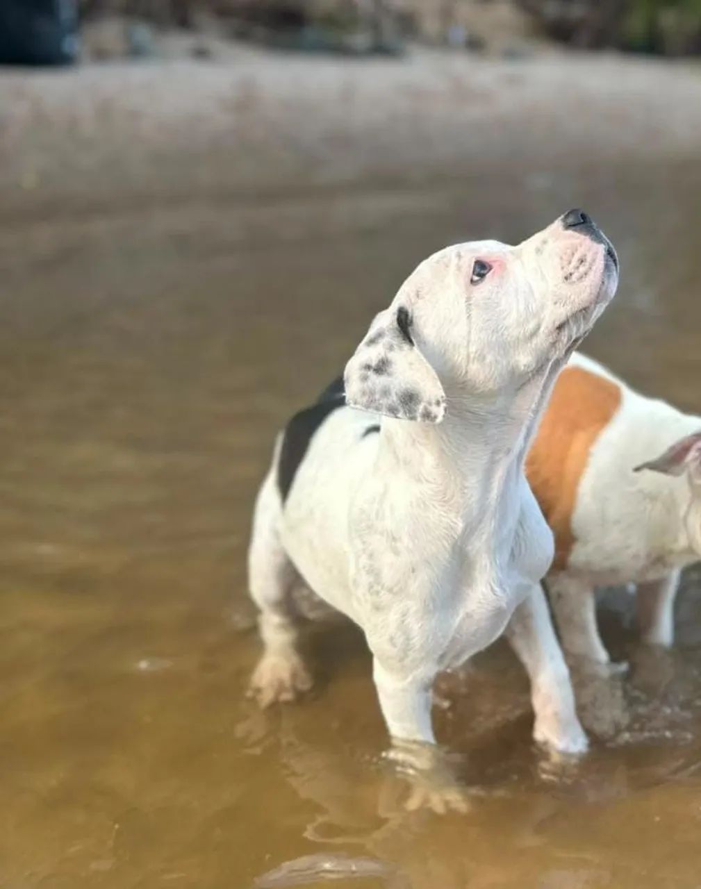Filhote de Pit Bull ligitimo - Foto 4