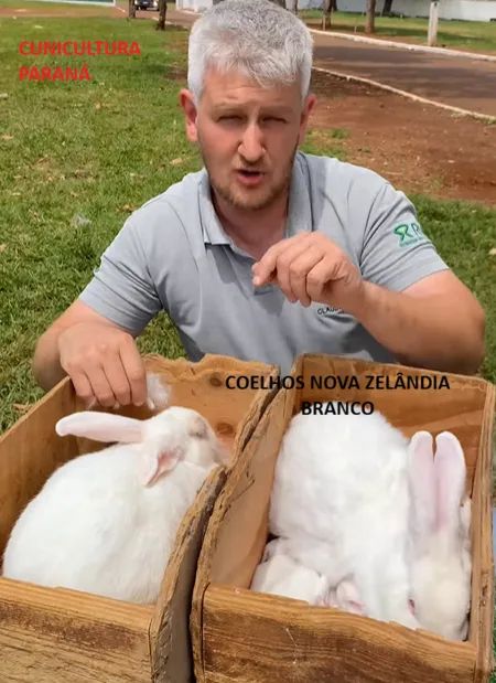 Coelhos Gigantes e Nova Zelândia entre outras raças - Foto 4