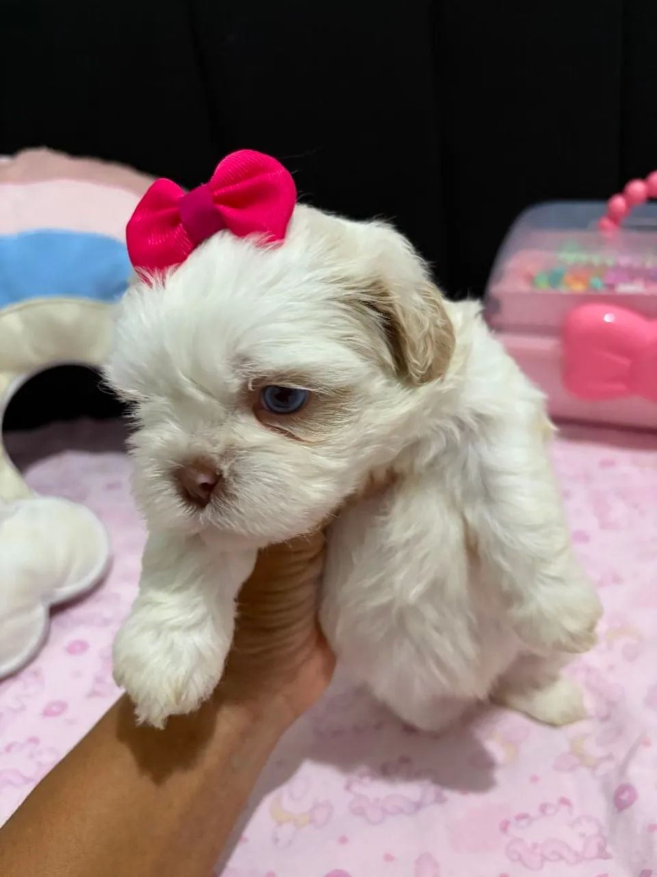 Shih-tzu