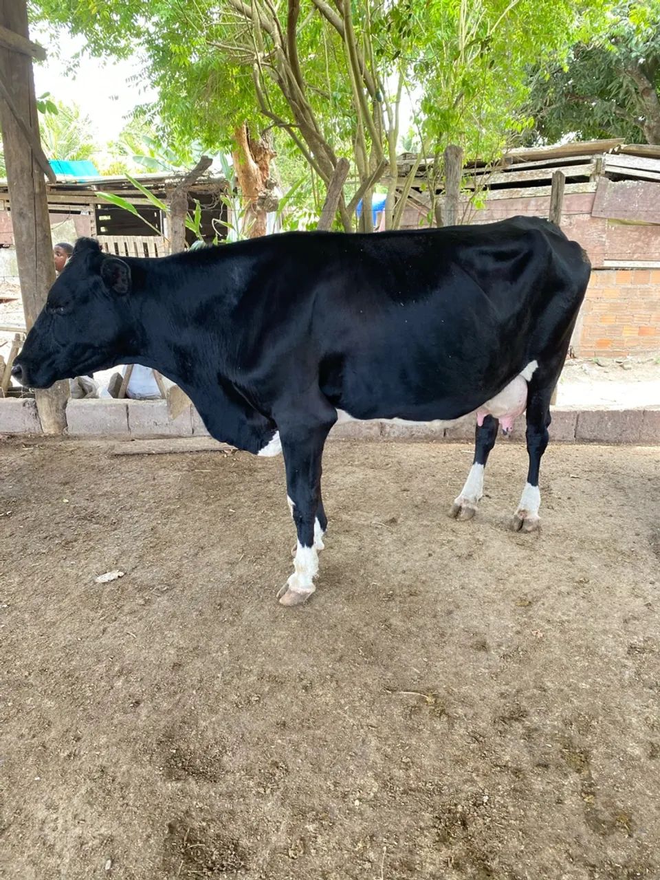 Vaca  - Foto 2