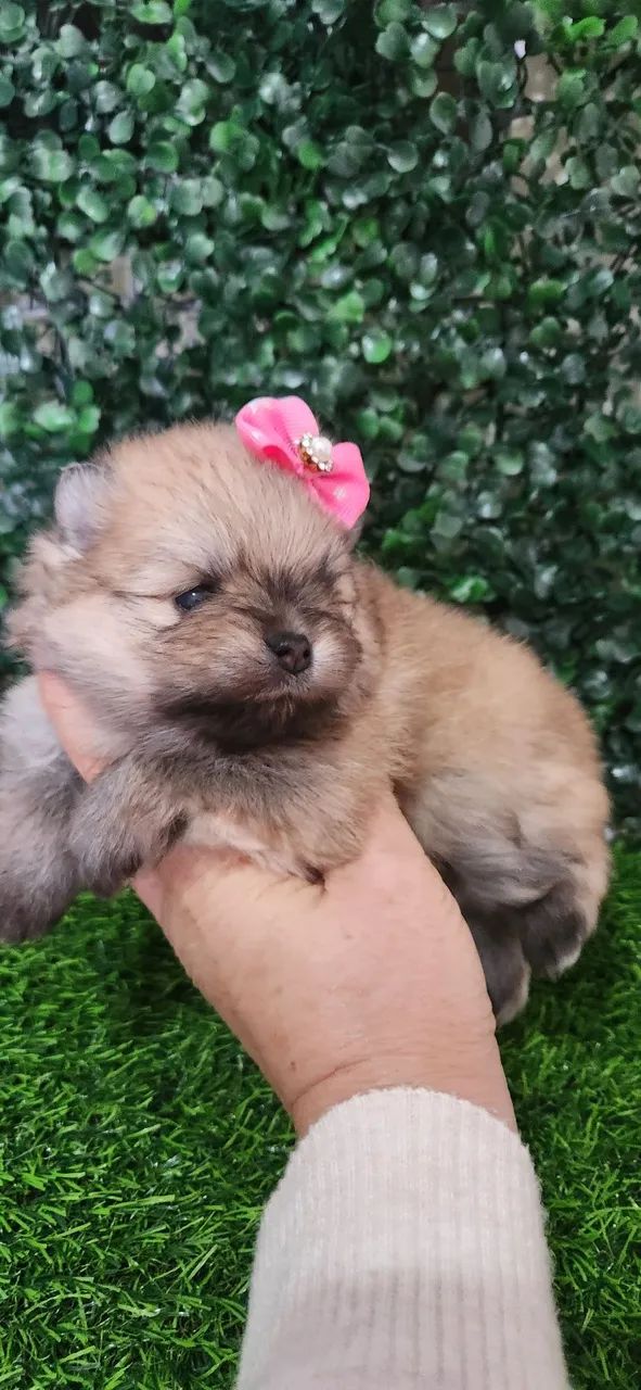 Lulu pomerania  - Foto 3