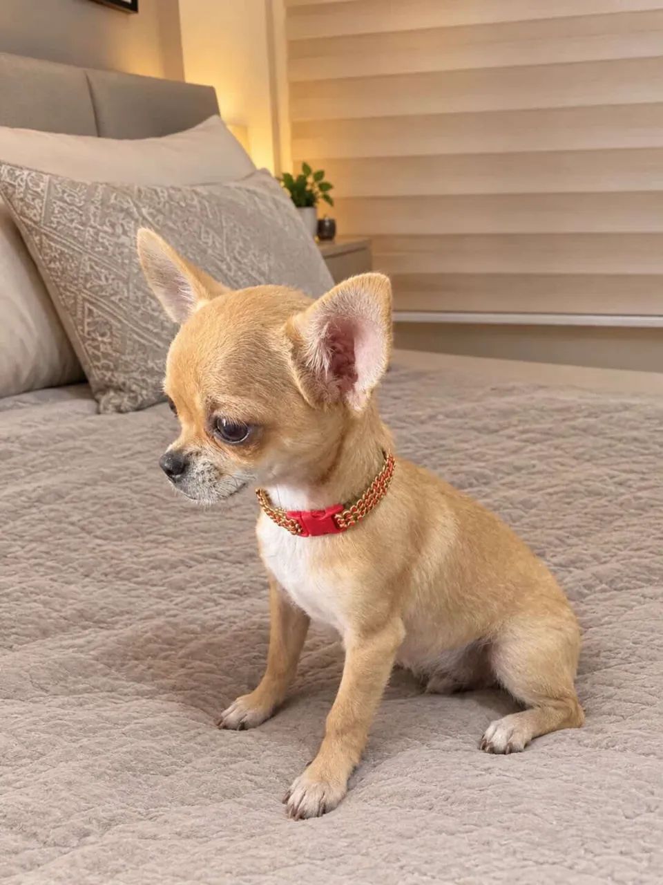Chihuahua macho com pedigree CBKC  - Foto 2
