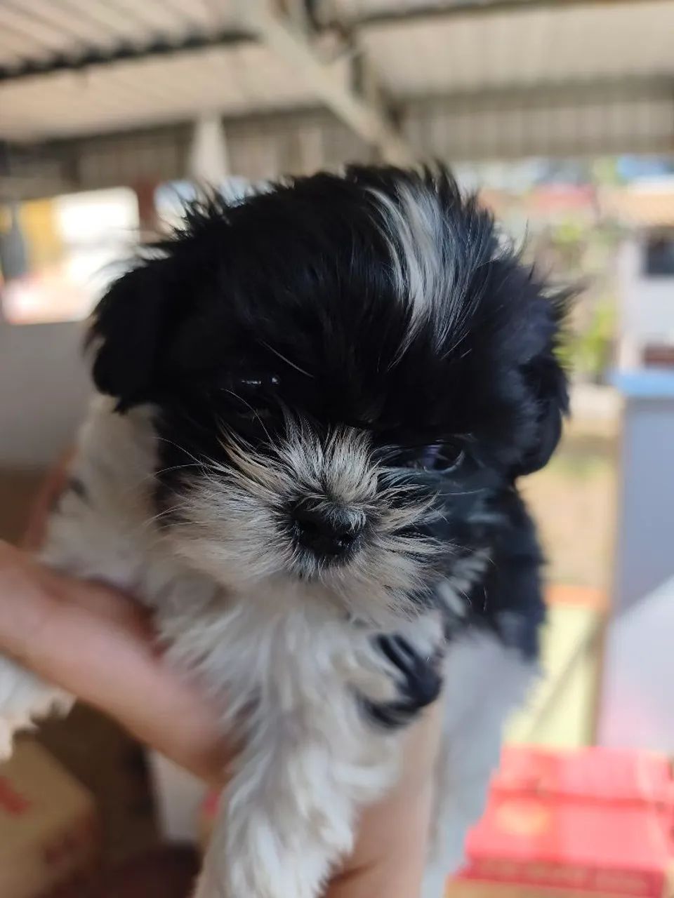 Fêmea de Mini Shihtzu 