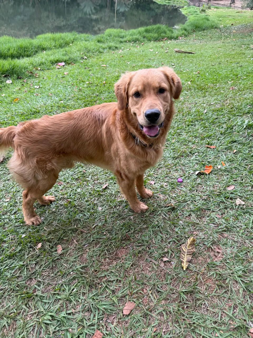 Cobertura (Golden Retriever) - Foto 2
