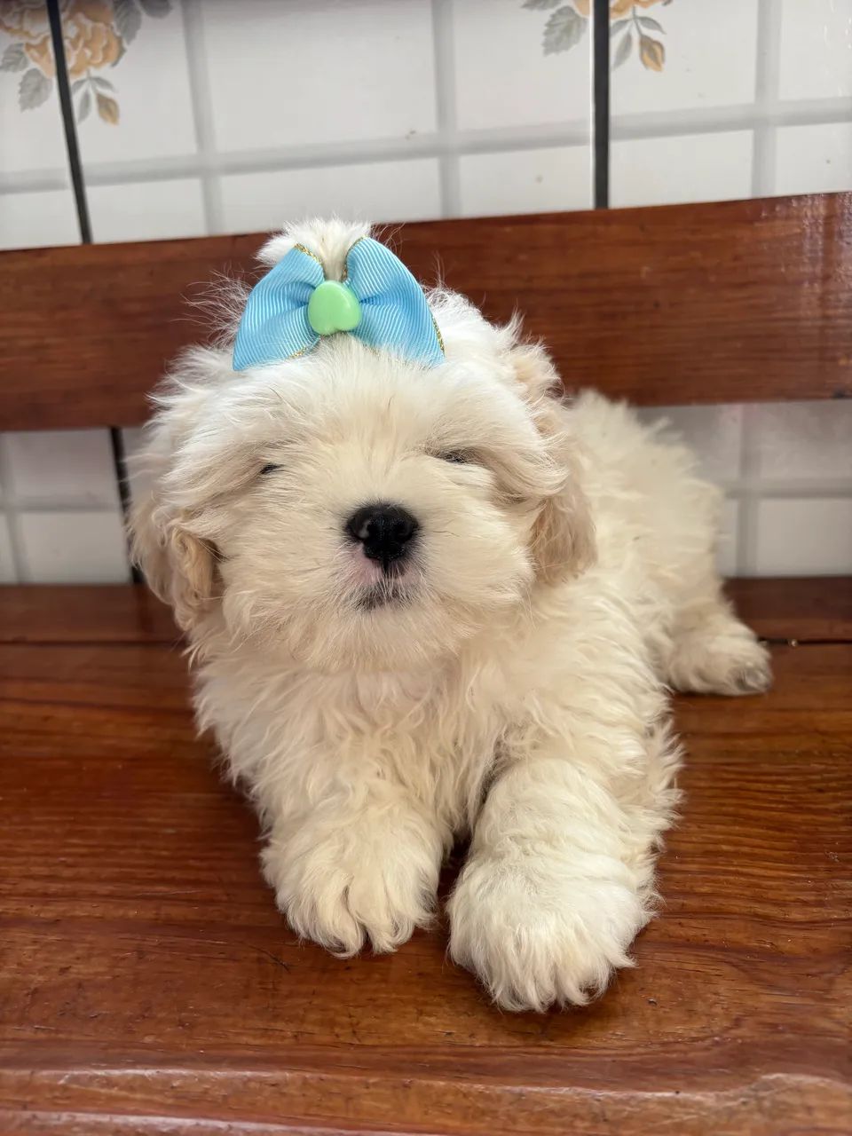 Shihtzu macho 