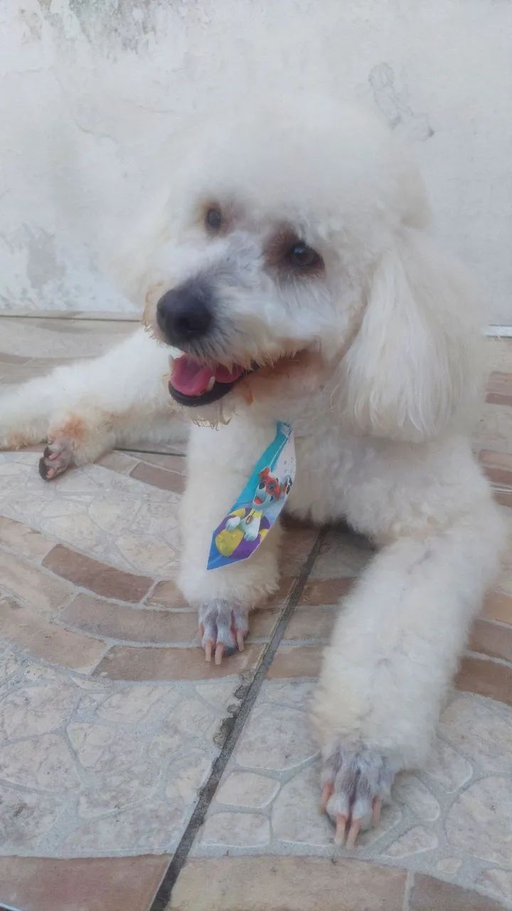 Poodley para doação  - Foto 5
