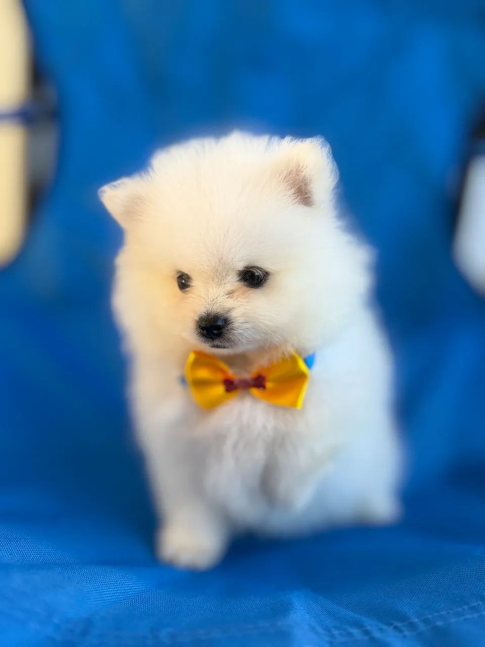 Spitz Alemão macho  - Foto 3