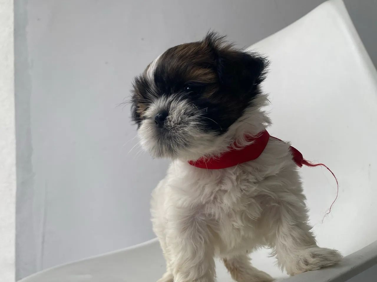 Fêmea shihtzu 