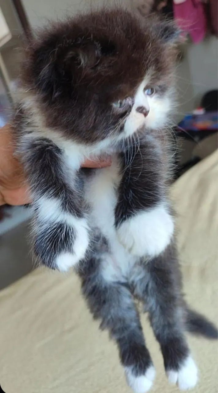 Gato persa  - Foto 3