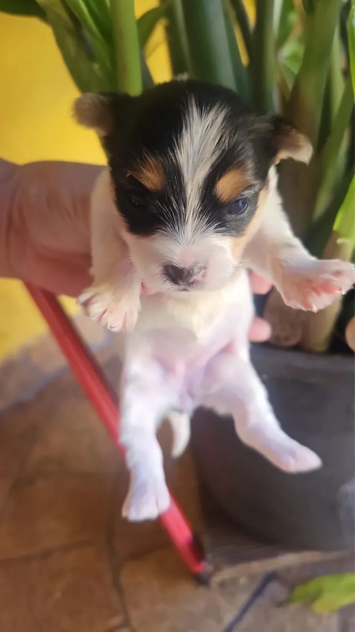 Yorkshire ( biewer terrier) - Foto 4