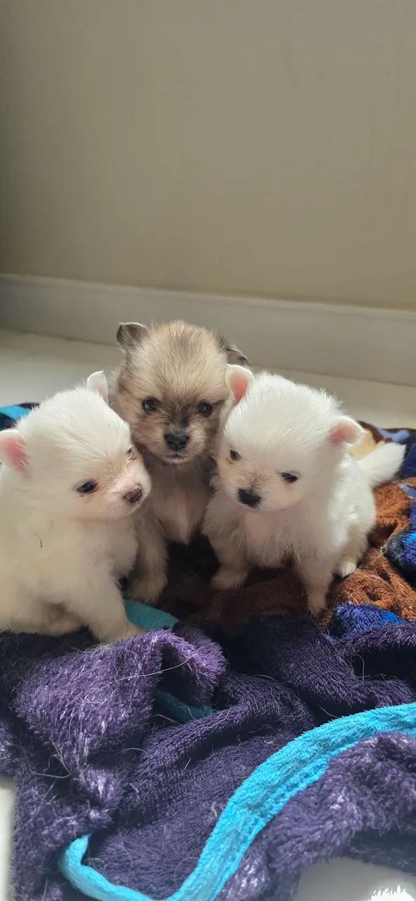 Spitz Alemão