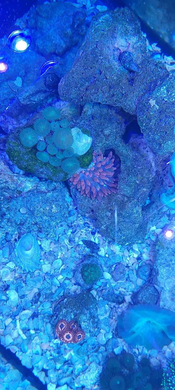 Aquario completo - Foto 5