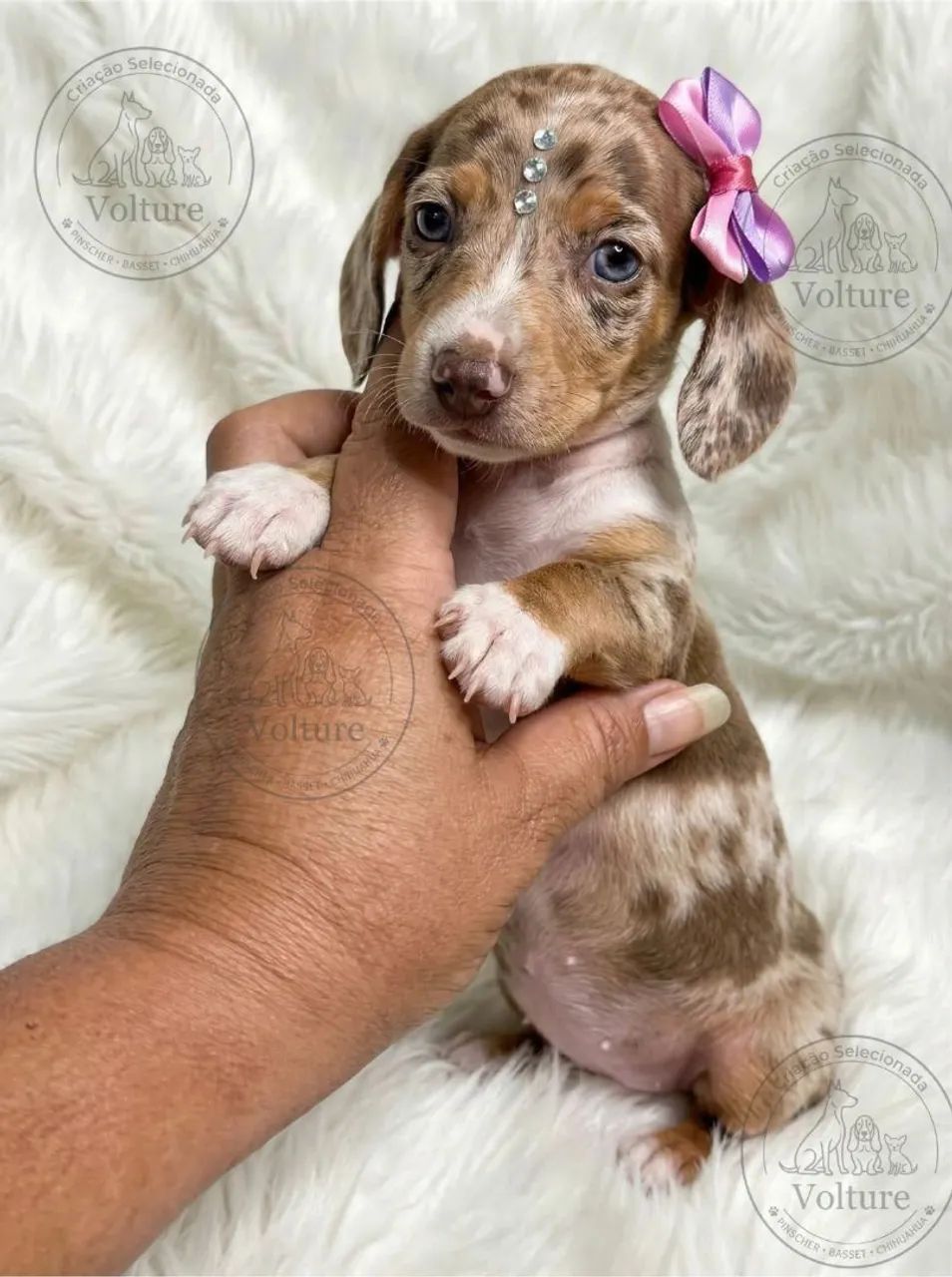 Basset Daschund teckel minis