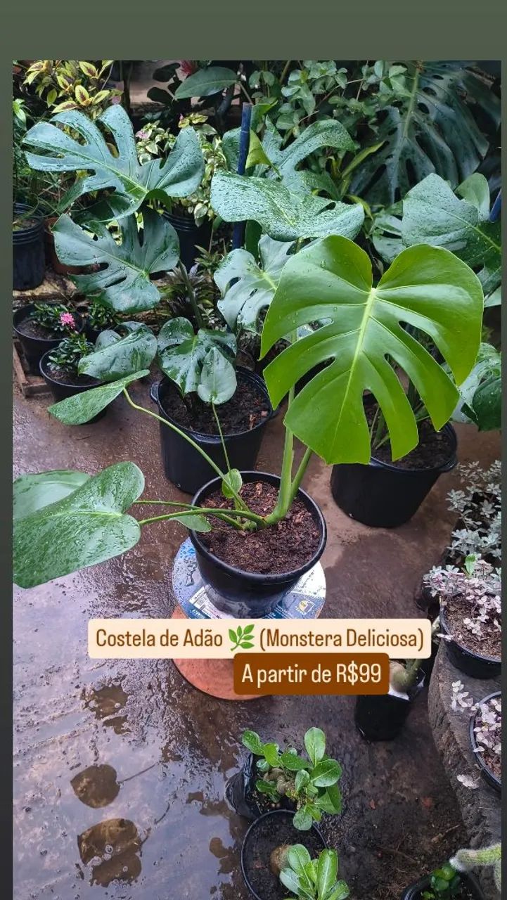 Costela de Adão 
