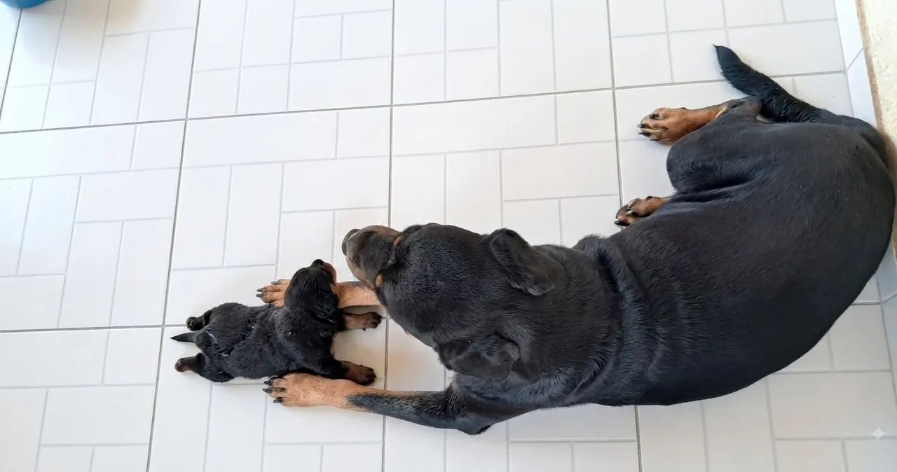 Rottweiler com Pedigree CBKC - Foto 4
